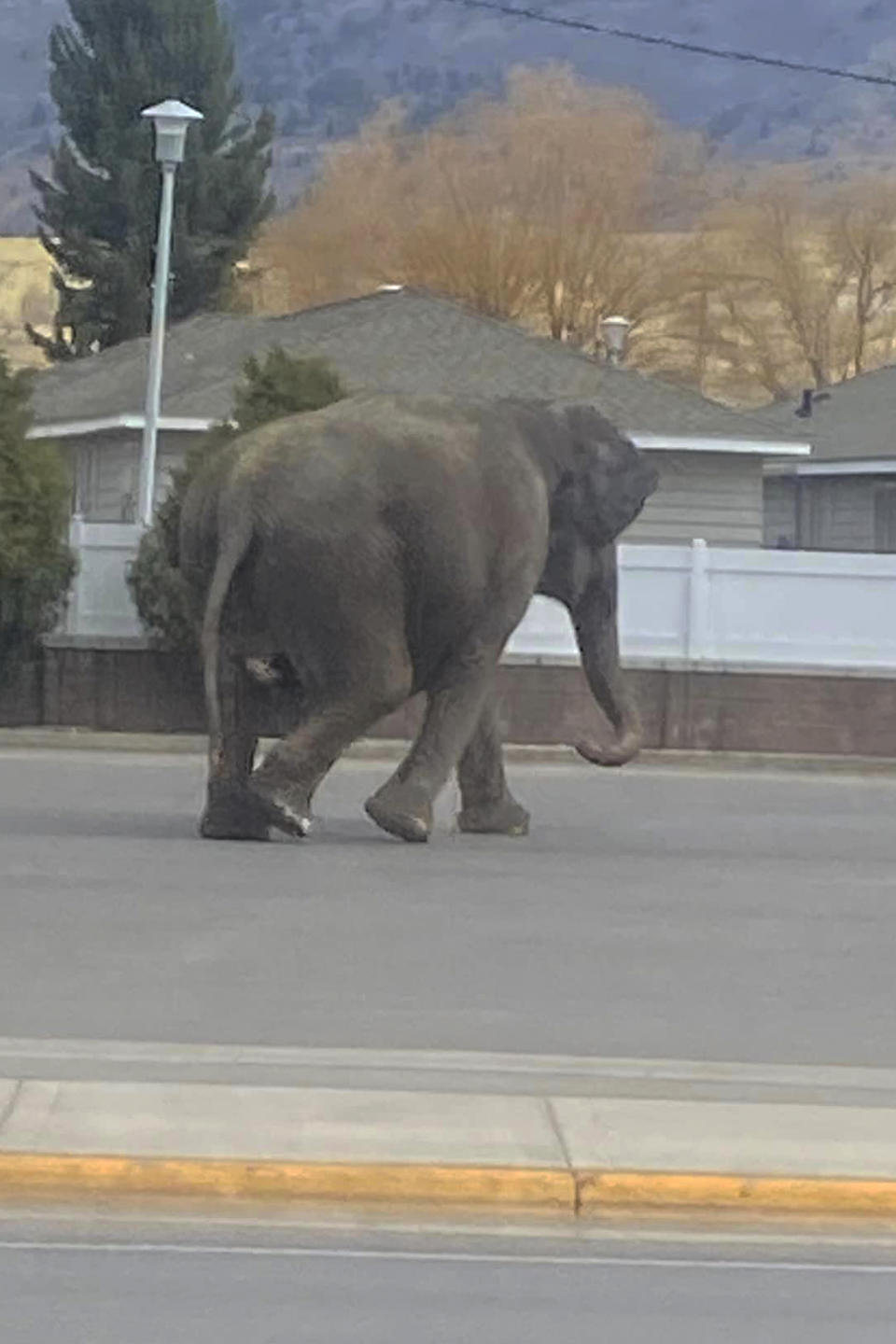 This image provided by Matayah Utrayle-Shaylene Smith shows an escaped elephant crossing the road in Butte, Mont., on Tuesday, April 17, 2024. The sound of a vehicle backfiring spooked a circus elephant while she was getting a pre-show bath leading the pachyderm to break through a fence and take a brief walk, stopping noontime traffic on the city's busiest street before before being loaded back into a trailer. (Matayah Utrayle-Shaylene Smith via AP)