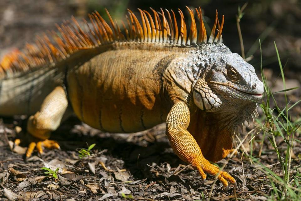 A green iguana strolls around Eco Golf Club in Hollywood, Florida on Monday, October 28, 2019.