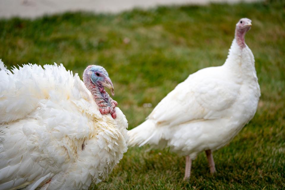Turkeys Freedom and Flourish were pardoned by Governor Kim Reynolds at the Governors Mansion in Des Moines, Monday, Nov. 20, 2023.