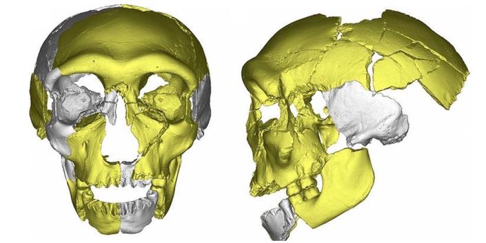 A 3D scan of facial remains shows what we know about the skull discovered in East Asia.  The upper part of the skull is reminiscent of modern humans, but its chin is more like that of an archaic human.