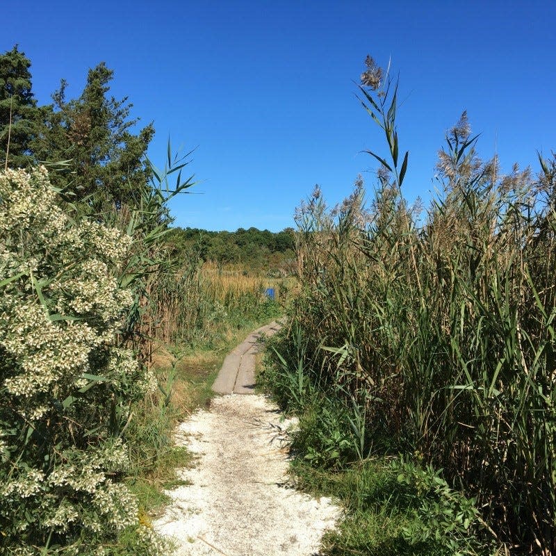 Enjoy walks in nature with your thought or your family. The Cape Cod Museum of Natural History in Brewster, with grounds photographed here, leads such walks.