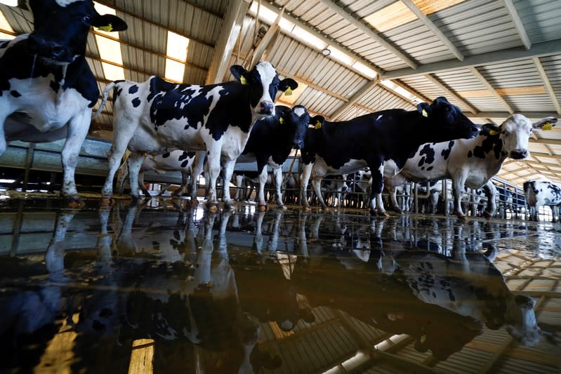 Dairy cows are shown after milking at Airoso Circle A Dairy farm in Pixley, California