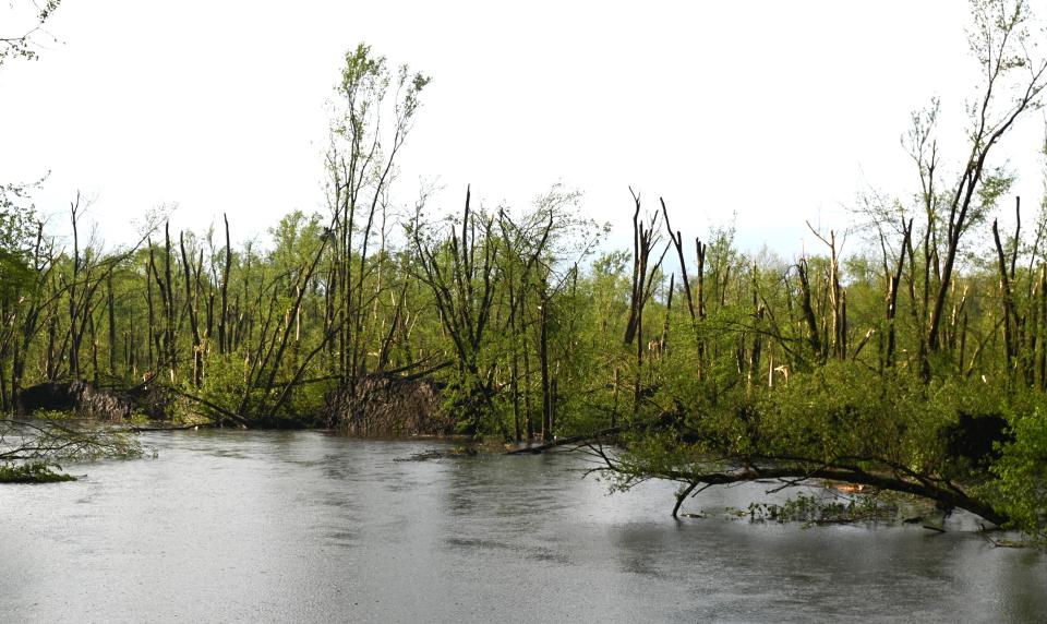 Trees down in the St. Joseph River will need to be removed or present danger to boaters.