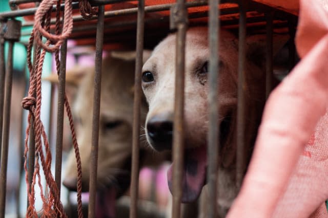 Petition launched to stop China's Yulin dog meat festival