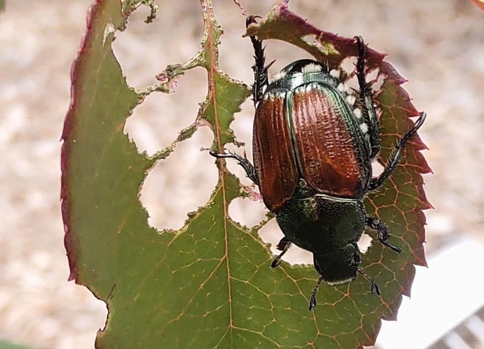 By the time a Japanese beetle has feasted on your favorite plant, its leaves are mere skeletons.