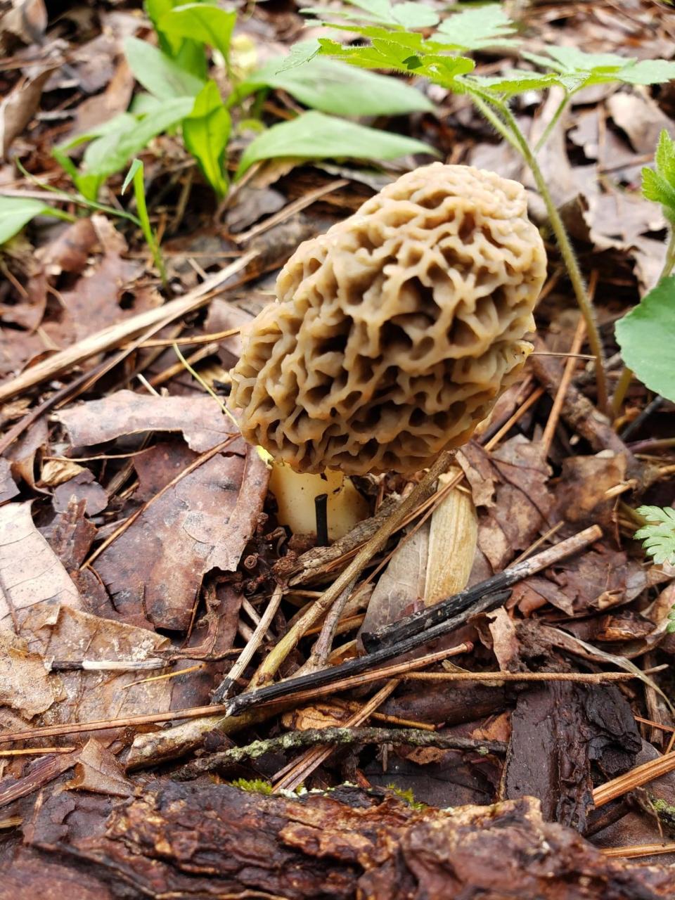 A yellow morel found by Andrew McCloud. The fungi is a popular delicacy during early springtime in Indiana.