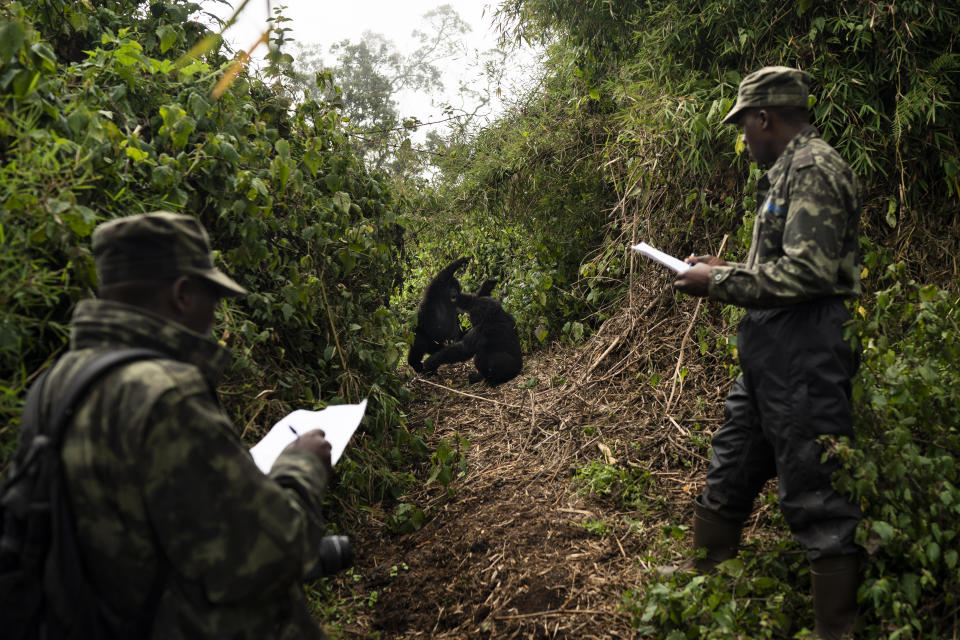 In this Sept. 4, 2019 photo, gorilla trackers Emmanuel Bizagwira, right, and Safari Gabriel observe two gorillas from the Agasha group as they play in the Volcanoes National Park, Rwanda. George Schaller, a renowned biologist and gorilla expert, conducted the first detailed studies of mountain gorillas in the 1950s and early ‘60s, in what was then the Belgian Congo. He also was the first to discover that wild gorillas could, over time, become comfortable with periodic human presence, a boon to researchers and, later, tourists. (AP Photo/Felipe Dana)