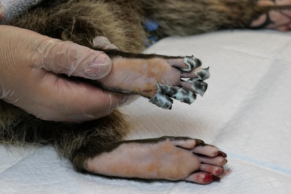 Tilapia Fish skin bandages are used to cover the burned paws of a raccoon at the Gold County Wildlife Rescue. in Auburn, Calif., Saturday, Oct. 2, 2021. As wildfires die down in the far western United States, wildlife centers are still caring for animals that were injured or unable to flee the flames. (AP Photo/Rich Pedroncelli)