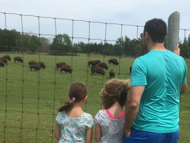 Visitors can watch the buffaloes from behind a wire fence.