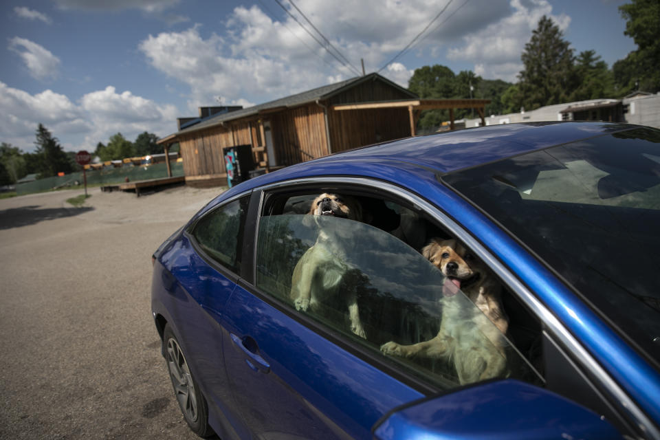 Tarah Nogrady's Pekinese dogs wait in her car while she collects water from a trough in Athens, Ohio, on Sunday, July 26, 2020. Nogrady doubts that the coronavirus is a real threat - it's "maybe a flu-type deal," she says. (AP Photo/Wong Maye-E)