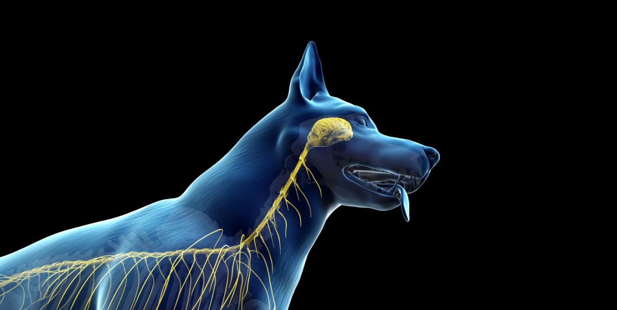 dog nervous system, illustration