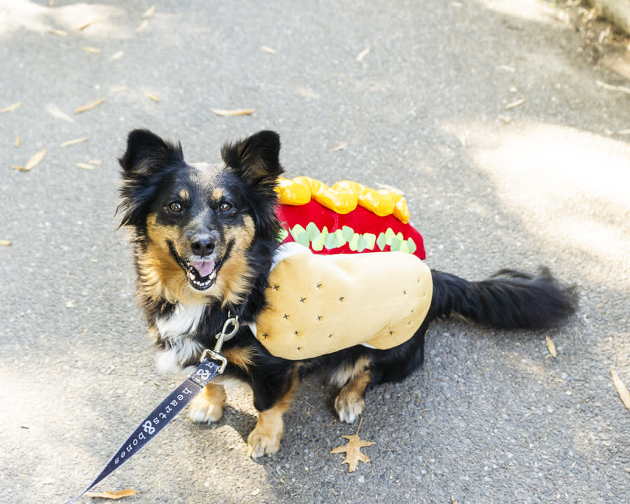 a dog dressed as a hot dog