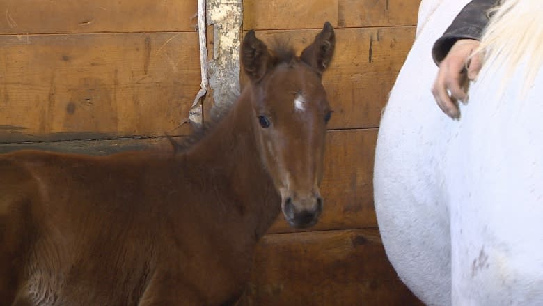 Orphaned P.E.I. foal saved by another mare's milk