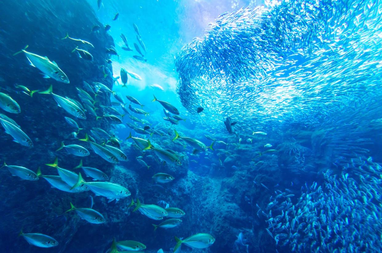 <span class="caption">Fish stocks are in decline around the world, in part because of the way we value nature and fail to account for their long-term benefits. </span> <span class="attribution"><span class="source">(Shutterstock)</span></span>