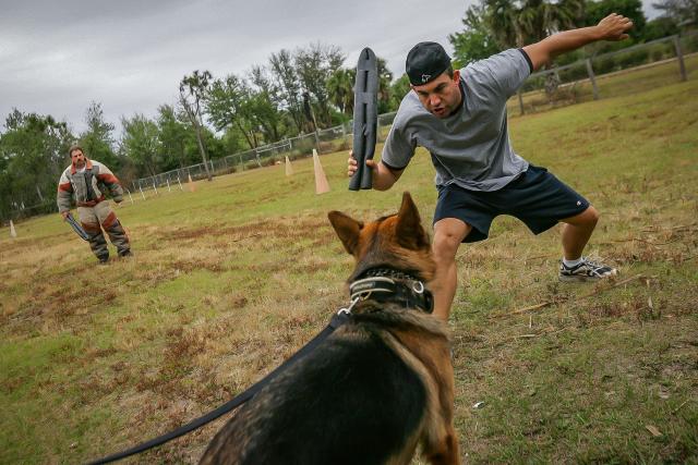 The Basics of Protection Dog Sports