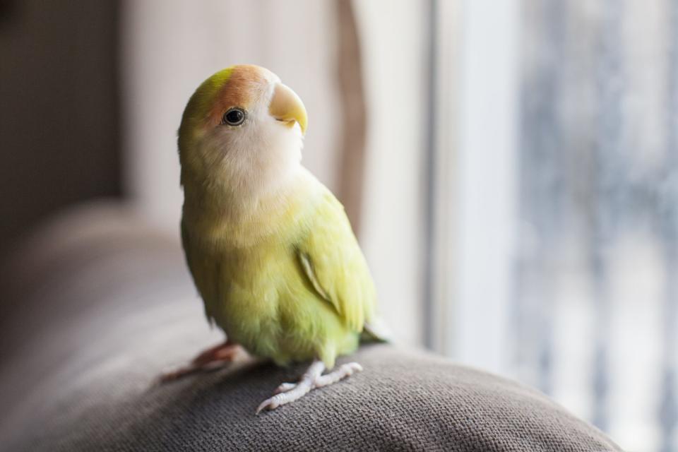 8 Types of Pet Birds Your Family Will Love