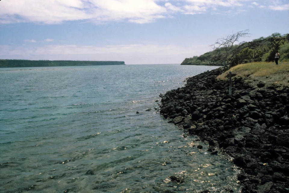 They find an underwater forest of tropical kelp in the Galapagos Islands