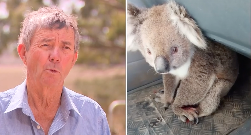 Left: Kangaroo Island Mayor Mike Pengilly. Right: An injured koala after being rescued. 