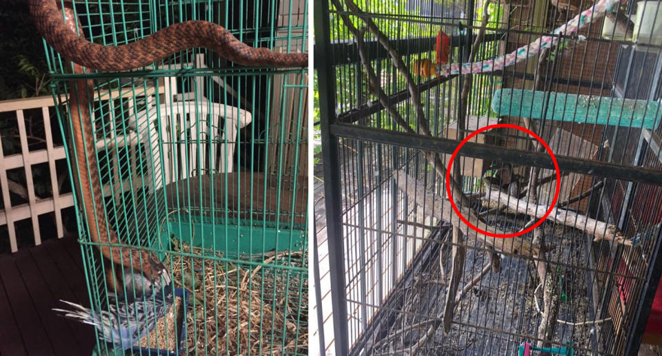 A brown snake (left) was caught making a meal of a a budgie, while a python was found perched on an aviary. Source: Source: Snake Catchers Brisbane, Ipswich, Logan & Gold Coast/Facebook aviaries