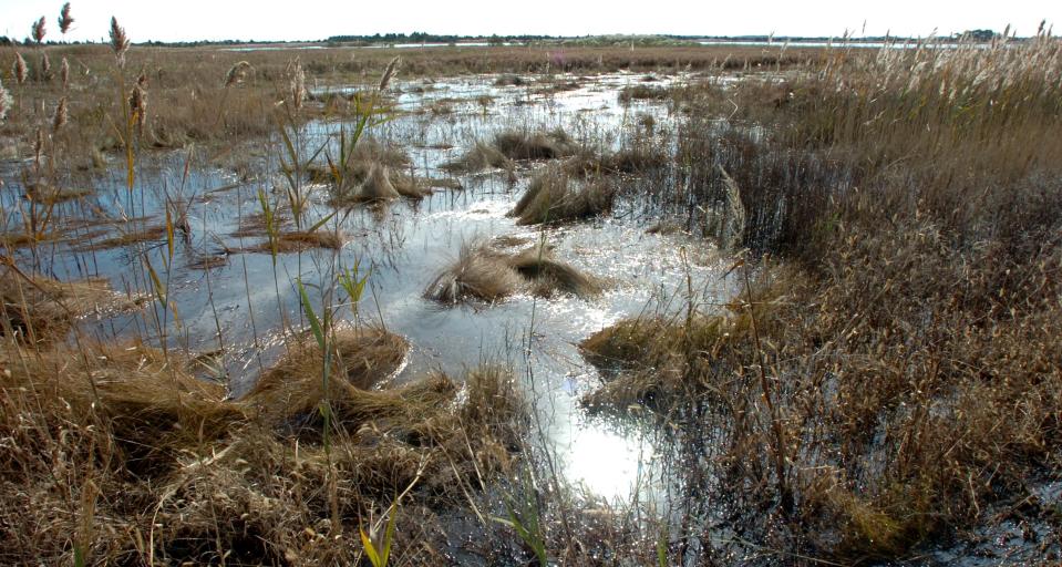 Despite losing thousands of acres of freshwater wetlands over the past century, Delaware is the only Mid-Atlantic state without its own program to protect non-tidal wetlands.