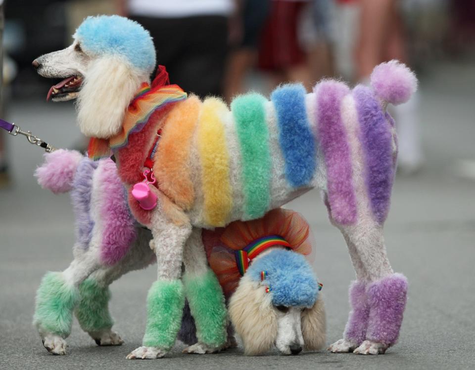 Poodle Pride on display before the start of the 2011 Gay Pride March held on June 18, 2011