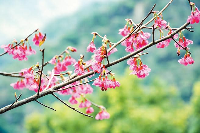 屏東霧台鄉阿禮部落櫻花大道陸續綻放，吸引不少遊客上山「追櫻」。（林和生攝）