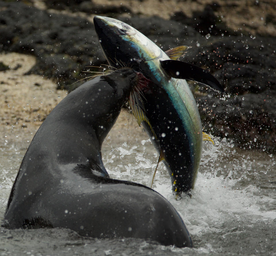 A Galapagos sea lion attacks a yellowfin tuna it has driven inshore. This hunting strategy only happens on the Galapagos and had never been filmed before. (Photo: Richard Wollacombe/BBC)