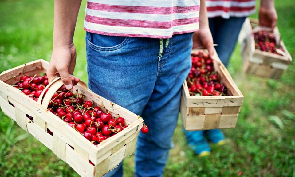 <span>Ilyas said his target was to pick about 15 boxes of cherries a day, but if 10 cherries or more were bad the whole box could be rejected.</span><span>Photograph: Imgorthand/Getty Images</span>