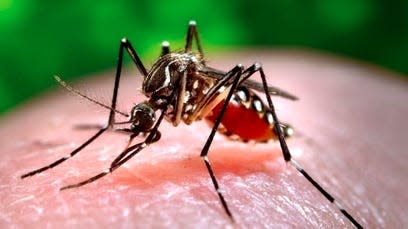 Certain species of mosquitoes carry West Nile Virus and Eastern Equine Encephalitis, at least eight of which can be found in Massachusetts.