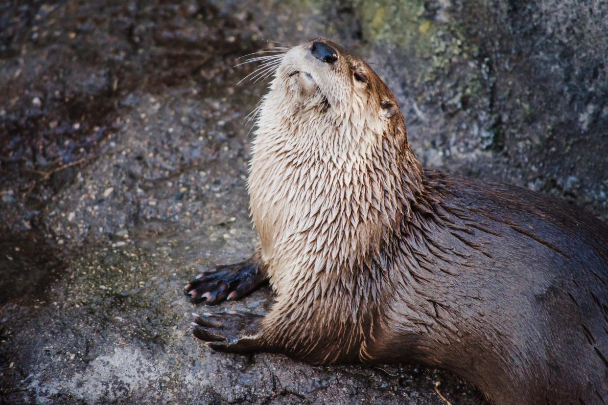 Ginger, a 2-year-old North American river otter, takes a good sniff of her new surroundings at the Blue Hills Trailside in Milton, where she now lives.