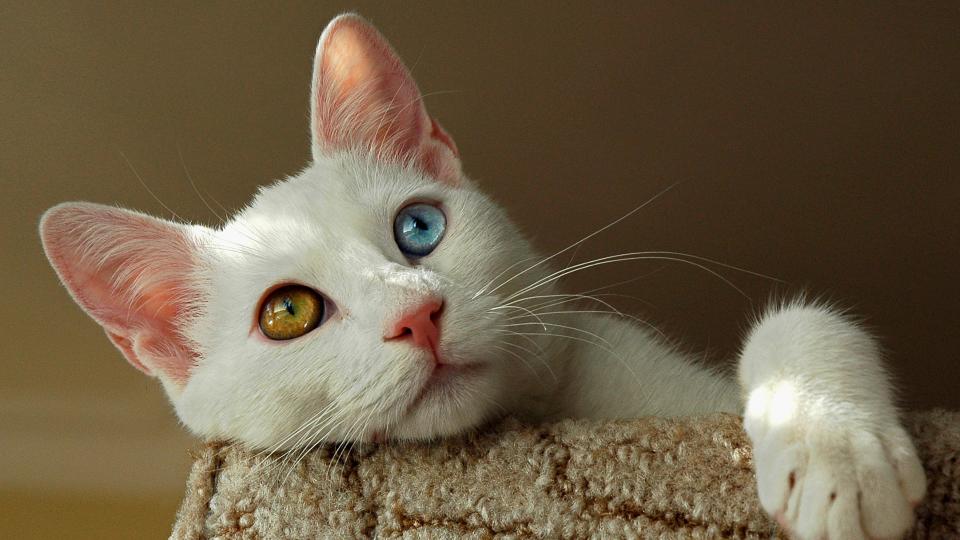 Turkish Van lying in cat bed at top of cat tower