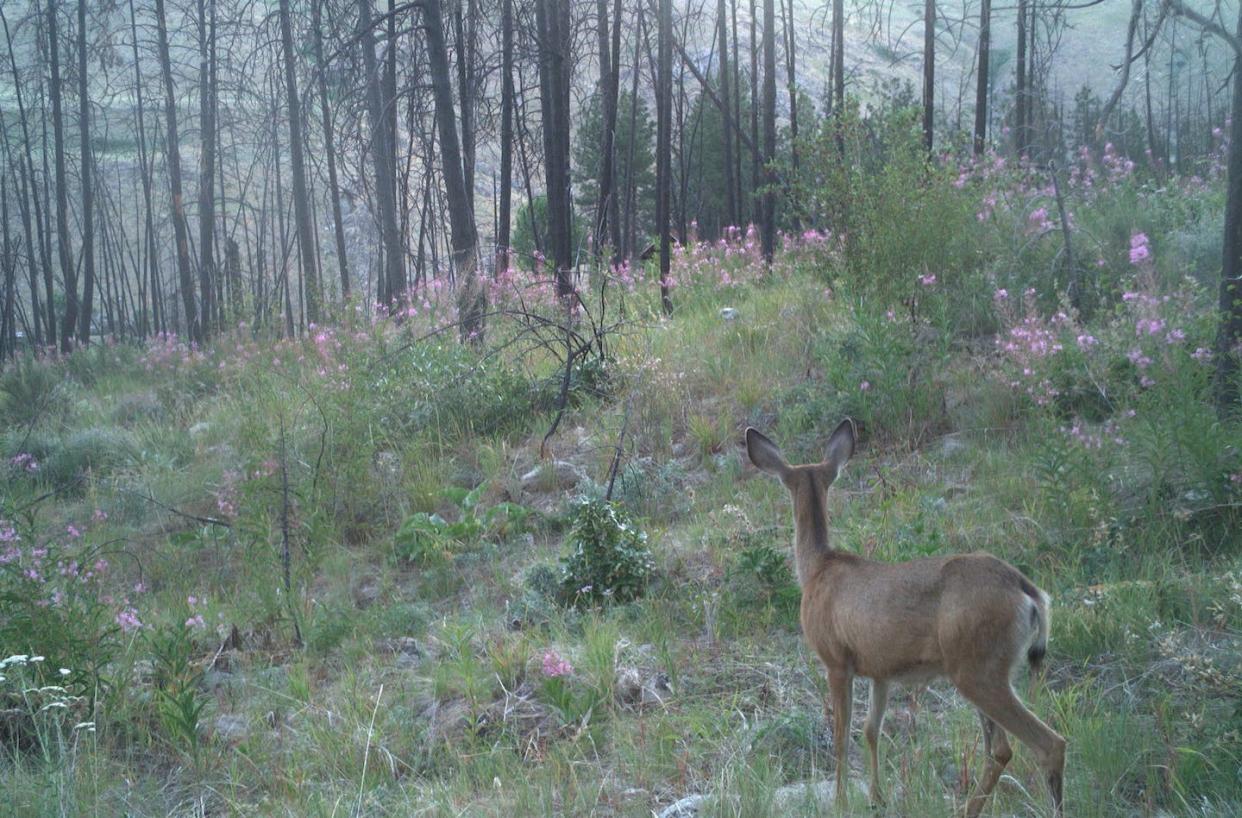 Shrubs and grasses growing in this post-fire forest offer abundant food for deer. Sarah Bassing, <a href="http://creativecommons.org/licenses/by-nd/4.0/" rel="nofollow noopener" target="_blank" data-ylk="slk:CC BY-ND;elm:context_link;itc:0;sec:content-canvas" class="link ">CC BY-ND</a>