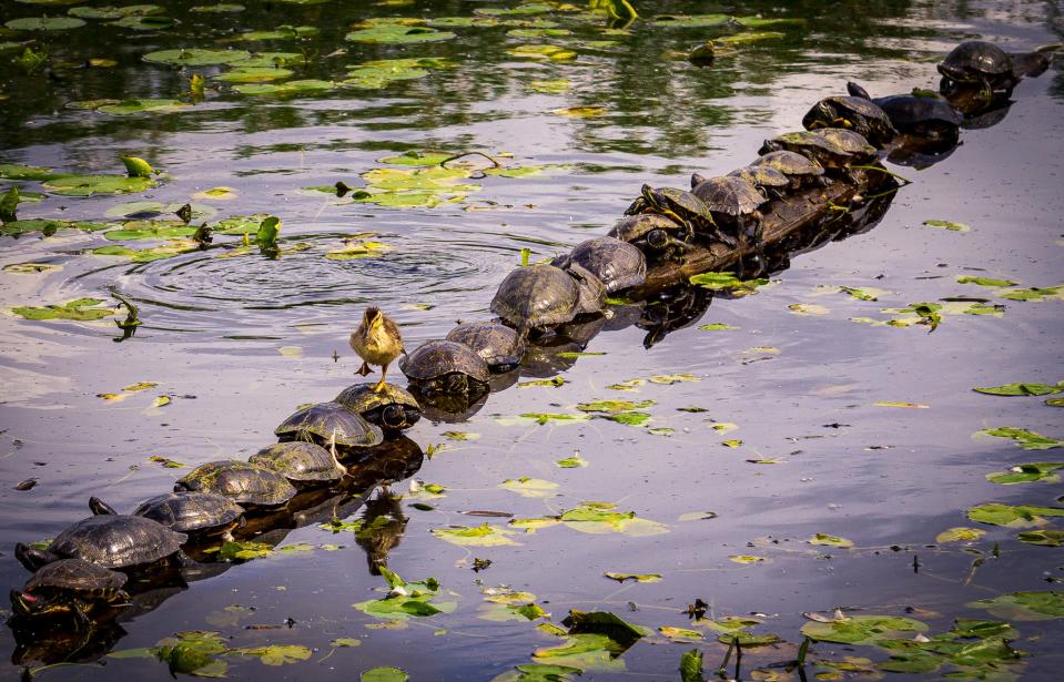 A duckling crosses a line of turtles in a pond