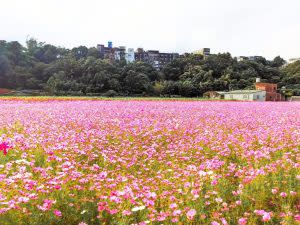 大波斯菊通常會在稻田休耕期種植，大片花海極具觀賞價值。｜ Cosmos, also known as “seashells” is a common type of flower in Taiwan. (Courtesy of Taoyuan Flower Festival)