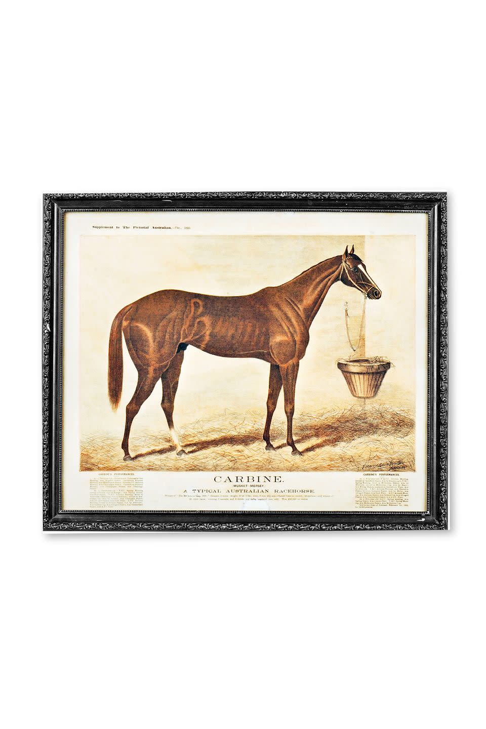 1985 Australian Thoroughbred Print