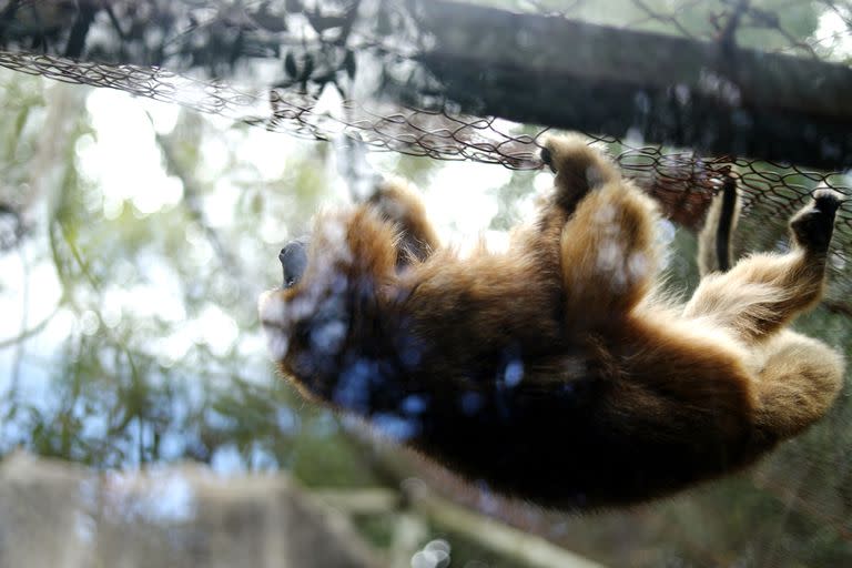 No todos los animales serán exhibidos