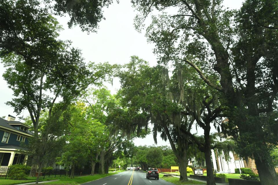 Up to 19 mature oaks could be removed from the city's iconic Market Street corridor, which is one of the major gateways to downtown.