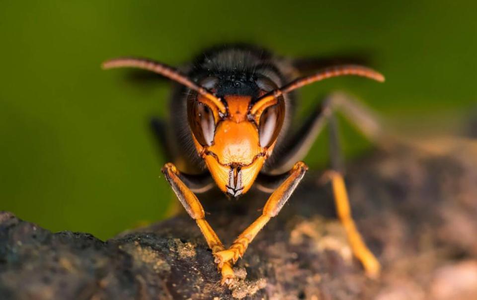 Asian predatory Hornet (Vespa velutina), wintering queen, Bouxieres aux dames, Lorraine, France