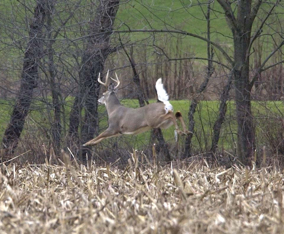 Some taxidermists are making it easy to have deer tested for chronic wasting disease by collecting tissue samples at the customer's request.