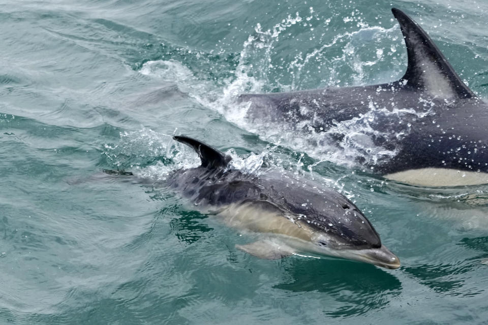 A dolphin calf swims near a boat at the mouth of the Tagus River in Lisbon, Friday, June 24, 2022. Starting Monday the United Nations is holding its five-day Oceans Conference in Lisbon hoping to bring fresh momentum for efforts to find an international agreement on protecting the world's oceans. (AP Photo/Armando Franca)