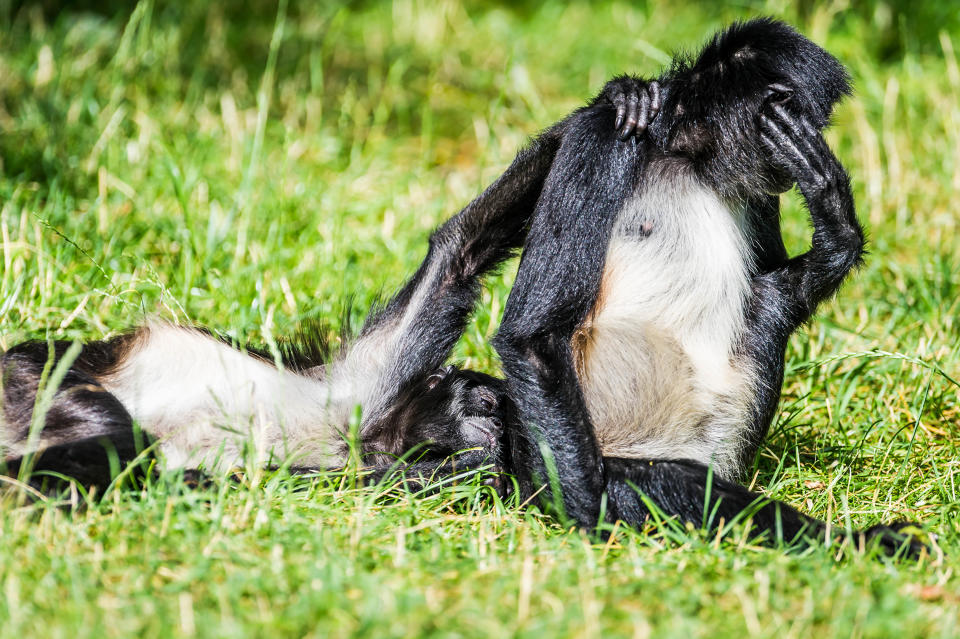 "Schatz, heute nicht. Ich habe Migräne!" Scheint es also auch unter den Primaten Beziehungsprobleme zu geben? Bei den Comedy Wildlife Photography Awards geht Dariusz Bres mit diesem Bild ins Rennen.