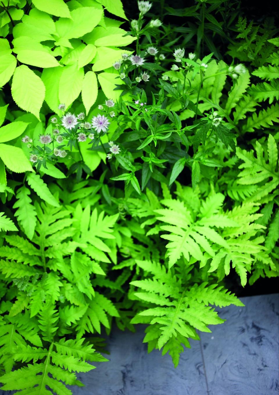 The plants were chosen to be lush but restrained with their colour (Studio Cullis)