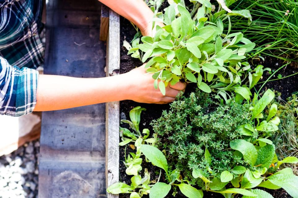 Woman planting herbs in herb garden, high angle