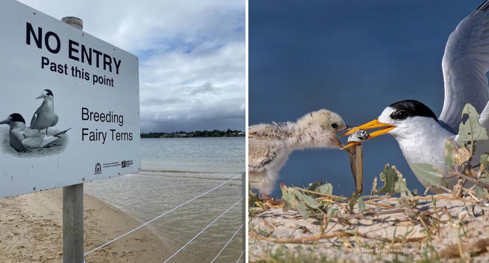 Roughly 140 nests built by fairy terns in Point Walter, Perth, have been destroyed in a week. Source: River Guardians/Facebook
