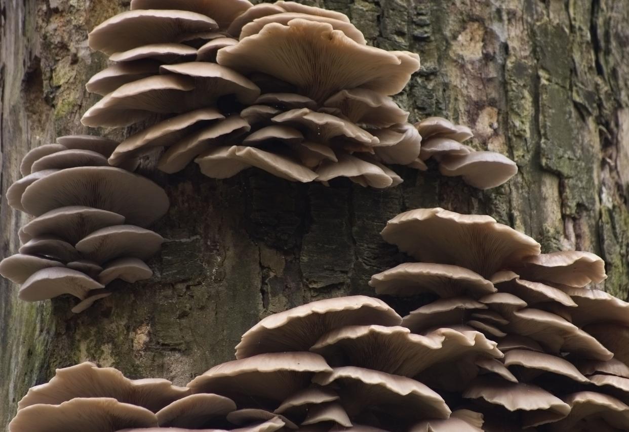 Tree Fungus - Oyster Mushrooms / Pleurotus Ostreatus on Dead Standing Tree