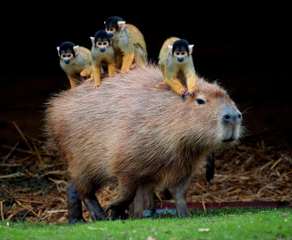 The largest rodent in the world (with friends) - GETTY