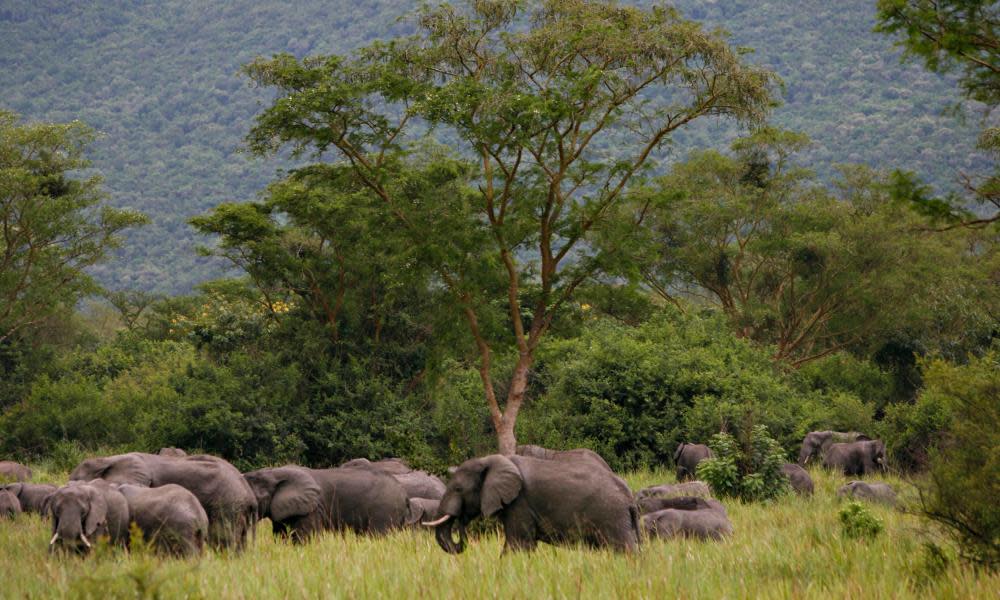 Elephants graze in Virunga national park in eastern Congo.