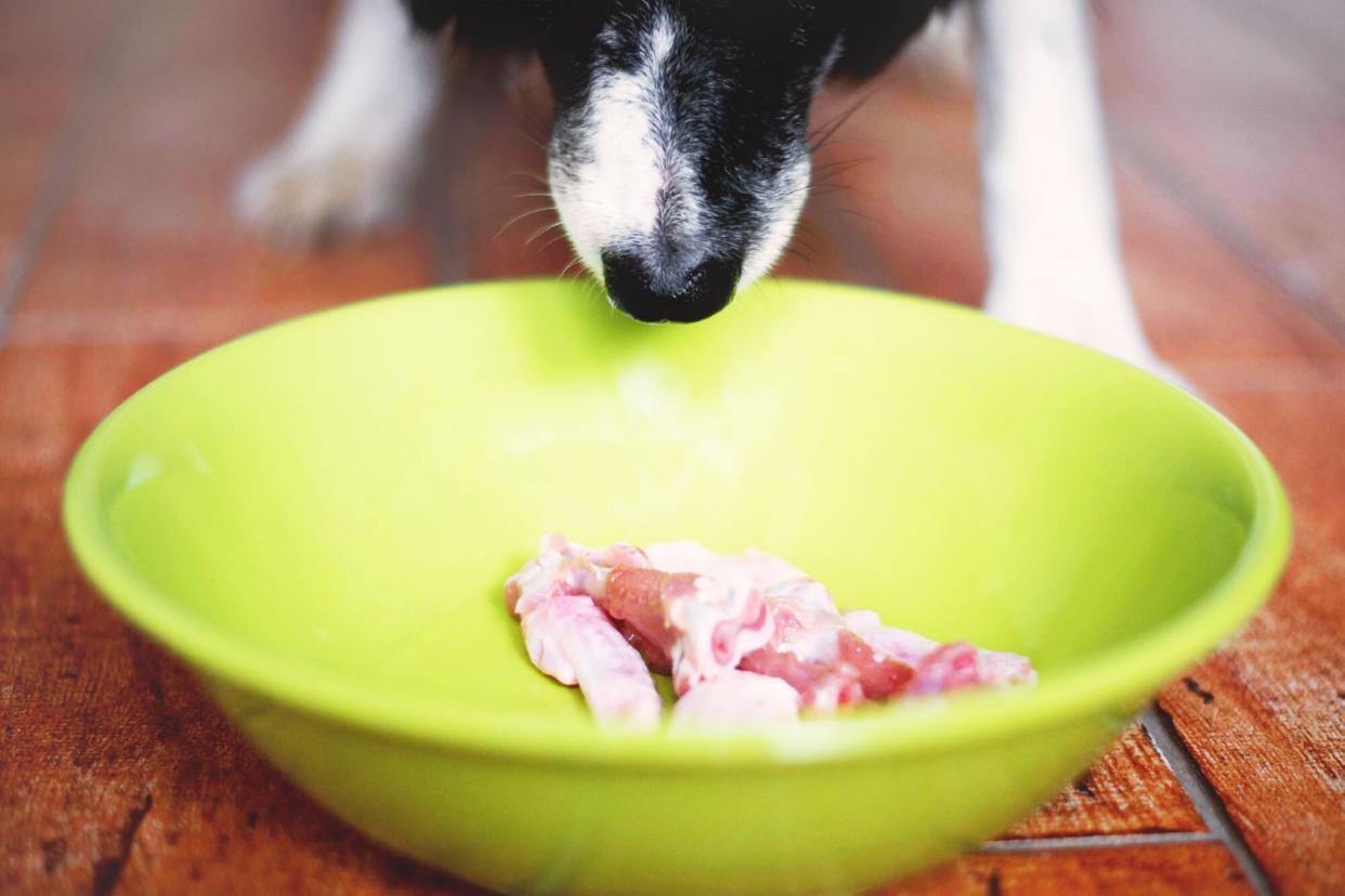 dog with a bowl of raw chicken; can dogs eat raw chicken?