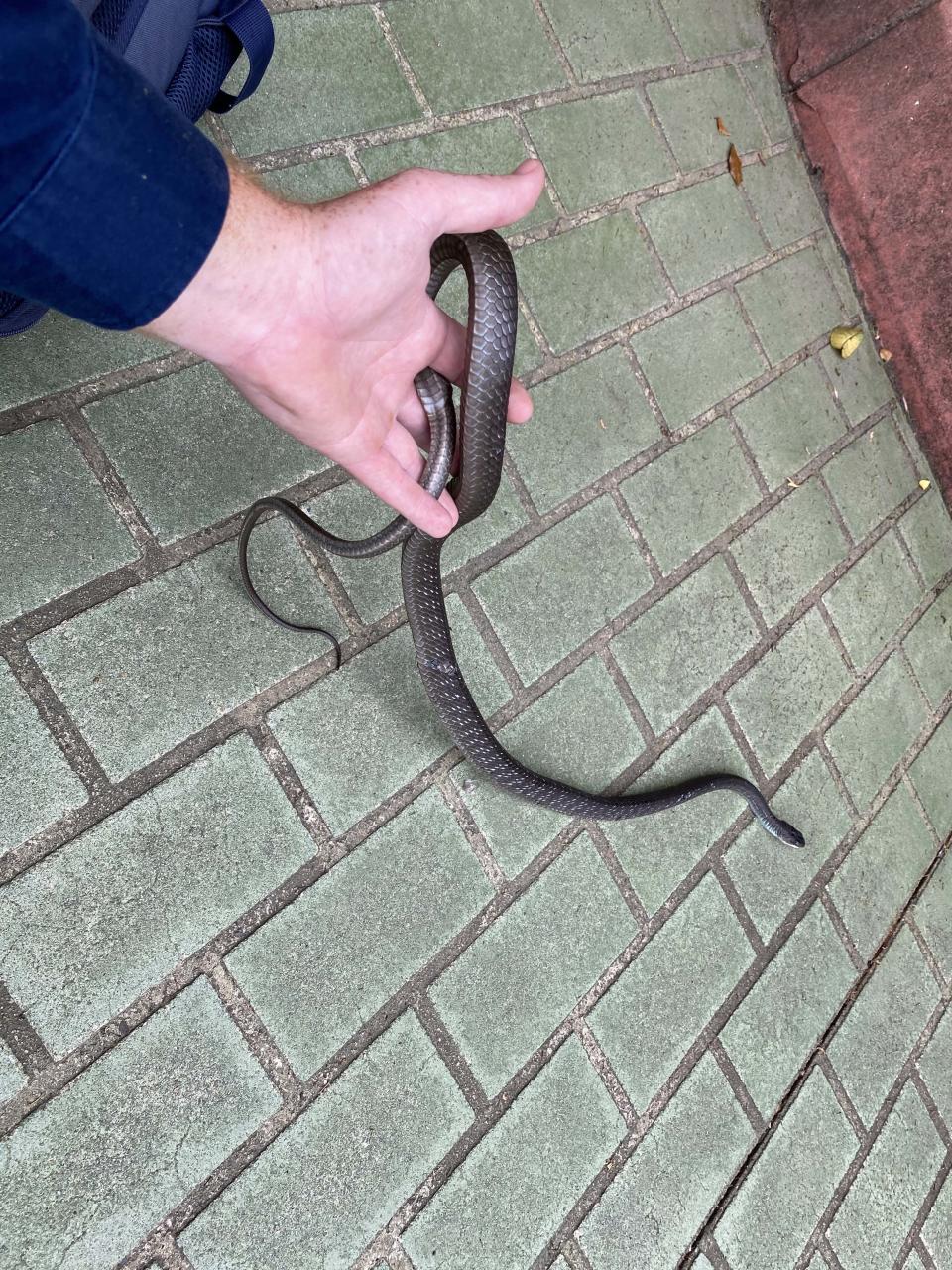 A man's hand holding a green tree snake