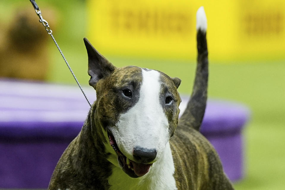 Frankie, a colored bull terrier, walks after winning the terrier group competition at the 148th Westminster Kennel Club Dog show, Tuesday, May 14, 2024, in New York. (AP Photo/Julia Nikhinson)